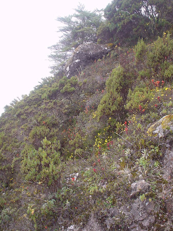 Colores llamativos del páramo