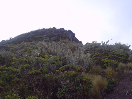 Vegetación de Páramo