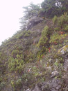 Colores llamativos del páramo