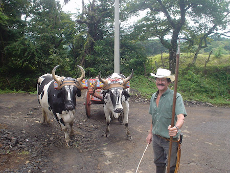 Boyero con su carreta y bueyes