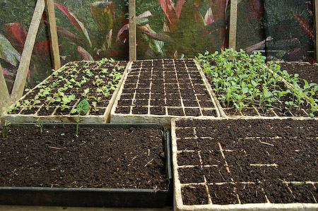 Cultivo de hortalizas