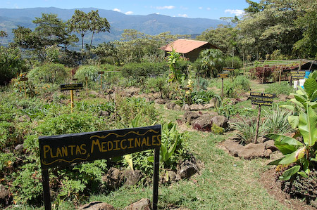 Plantas medicinales