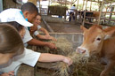 Animales domésticos