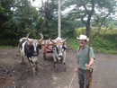 Boyero con su carreta y bueyes