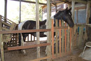 Caballo