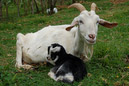 Cabras