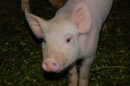 Cerdito