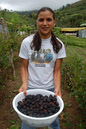 Colecta de frutas