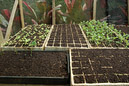 Cultivo de hortalizas