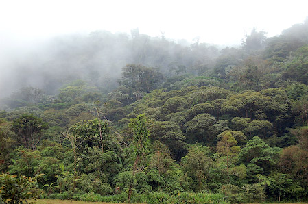 Bosque nuboso siempre verde