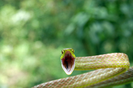 Serpiente inofensiva