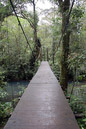 Puente dentro del sendero