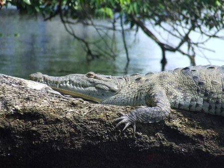 Cocodrilos