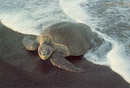 Tortuga Verde